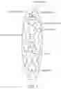 Fig. 02 - OBJECTS AND METHODS FOR BUILDING SMALL MUSCLE FIBERS AND NERVES USING FLUID DISPOSED IN THE OBJECTS