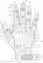 Fig. 01 - Glove with expandable finger stall