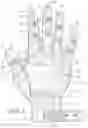 Fig. 04 - Glove with expandable finger stall