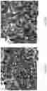 Fig. 14 - COMPRESSED METALLIC FOAM-SUPPORTED ZEOLITE MEMBRANES FOR ALCOHOL DEHYDRATION