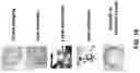 Fig. 19 - Nanoscale biochemical sample preparation and analysis
