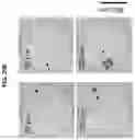 Fig. 37 - Nanoscale biochemical sample preparation and analysis