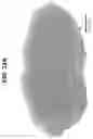 Fig. 46 - Nanoscale biochemical sample preparation and analysis