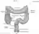 Fig. 04 - IN VITRO GASTROINTESTINAL MODEL COMPRISING LAMINA PROPRIA-DERIVED CELLS
