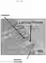 Fig. 06 - IN VITRO GASTROINTESTINAL MODEL COMPRISING LAMINA PROPRIA-DERIVED CELLS