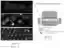 Fig. 10 - IN VITRO GASTROINTESTINAL MODEL COMPRISING LAMINA PROPRIA-DERIVED CELLS