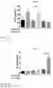 Fig. 20 - IN VITRO GASTROINTESTINAL MODEL COMPRISING LAMINA PROPRIA-DERIVED CELLS