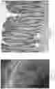 Fig. 56 - IN VITRO GASTROINTESTINAL MODEL COMPRISING LAMINA PROPRIA-DERIVED CELLS