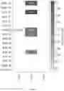 Fig. 20 - Network device classification apparatus and process