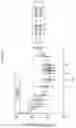 Fig. 35 - ACTIVATING PYRUVATE KINASE R