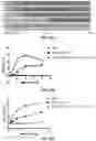 Fig. 27 - Method for treating cancer using a combination of DNA-damaging agents and DNA-PK inhibitors