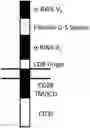 Fig. 01 - A BW6 Specific CAR Designed To Protect Transplanted Tissue From Rejection