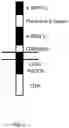 Fig. 02 - A BW6 Specific CAR Designed To Protect Transplanted Tissue From Rejection