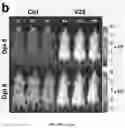 Fig. 09 - Trypanosomal vaccine
