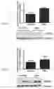 Fig. 09 - COMPOSITIONS AND METHODS FOR IMMUNE MODULATION AND TREATMENT OF CANCER