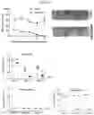 Fig. 09 - COMBINATIONS OF ANTI-STAPHYLOCOCCUS AUREUS ANTIBODIES
