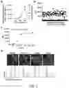 Fig. 09 - COMPOSITIONS AND METHODS FOR MODULATING CELLULAR INTERNALIZATION