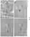 Fig. 13 - ANTI-CD137L ANTIBODIES AND METHODS OF USING SAME