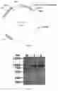 Fig. 02 - LIVE-ATTENUATED LISTERIA MONOCYTOGENES AND METHODS FOR USING THE SAME
