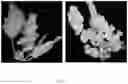 Fig. 09 - Method for producing transformed plant and transformation agent