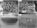 Fig. 01 - Seedless fruit producing plants