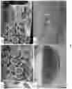 Fig. 02 - Seedless fruit producing plants