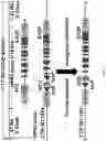 Fig. 02 - HUMANIZED VIPR2 COPY NUMBER VARIANT TRANSGENIC MOUSE MODEL FOR ANTIPSYCHOTIC DRUG AND GENE THERAPY DISCOVERY FOR SCHIZOPHRENIA