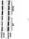 Fig. 07 - HUMANIZED VIPR2 COPY NUMBER VARIANT TRANSGENIC MOUSE MODEL FOR ANTIPSYCHOTIC DRUG AND GENE THERAPY DISCOVERY FOR SCHIZOPHRENIA