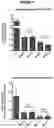 Fig. 09 - VIRAL VECTOR COMBINING GENE THERAPY AND GENOME EDITING APPROACHES FOR GENE THERAPY OF GENETIC DISORDERS