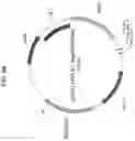 Fig. 07 - MODIFIED BACULOVIRUS SYSTEM FOR IMPROVED PRODUCTION OF CLOSED-ENDED DNA (ceDNA)