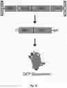 Fig. 02 - Methods and compositions for circular RNA molecules