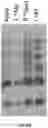 Fig. 35 - Methods and compositions for circular RNA molecules