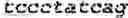 Fig. 02 - Modified adenoviruses