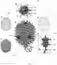 Fig. 02 - Bacteriophage-based artificial viruses for human genome remodeling