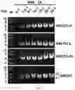 Fig. 09 - Bacteriophage-based artificial viruses for human genome remodeling