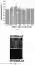 Fig. 43 - Bacteriophage-based artificial viruses for human genome remodeling