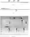 Fig. 03 - Attb cell line, transgenic cell lines derived therefrom, and methods of making the same