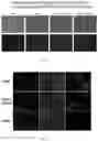Fig. 06 - Attb cell line, transgenic cell lines derived therefrom, and methods of making the same