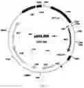 Fig. 07 - Attb cell line, transgenic cell lines derived therefrom, and methods of making the same