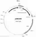 Fig. 04 - Protein expression strains