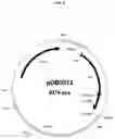 Fig. 09 - Protein expression strains
