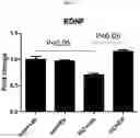 Fig. 09 - NANOVESICLES DERIVED FROM BACTERIA OF GENUS DEINOCOCCUS, AND USE THEREOF