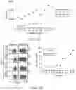 Fig. 02 - ANALYSIS OF POLYMORPHISMS IN SIRP-ALPHA FOR EVALUATING RESPONSE TO IMMUNOTHERAPY