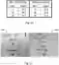 Fig. 14 - METHOD AND APPARATUS FOR DETECTING TARGET CHEMICALS WITH TRANSPARENT INDICATOR TAPE