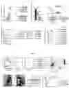 Fig. 03 - REAGENTS AND METHODS FOR DETECTING PROTEIN LYSINE LACTYLATION