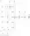 Fig. 02 - Neural network processing
