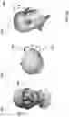 Fig. 07 - Camera reprojection for faces