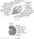 Fig. 87 - METHODS FOR ANALYZING A TISSUE SAMPLE