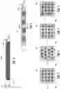 Fig. 04 - Microelectronic assemblies with inductors in direct bonding regions