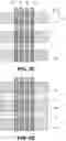 Fig. 12 - Fabrication of gate-all-around integrated circuit structures having pre-spacer deposition cut gates